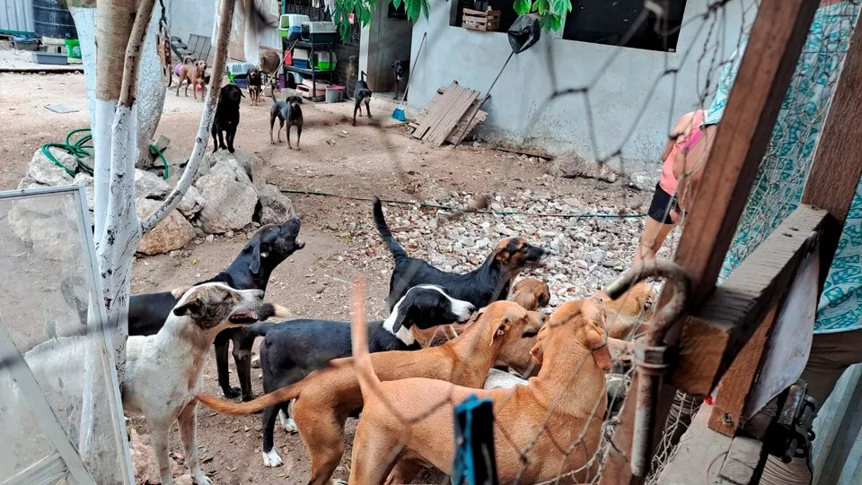 Mujer protege en Tulum a 150 perros y gatos de los incendios