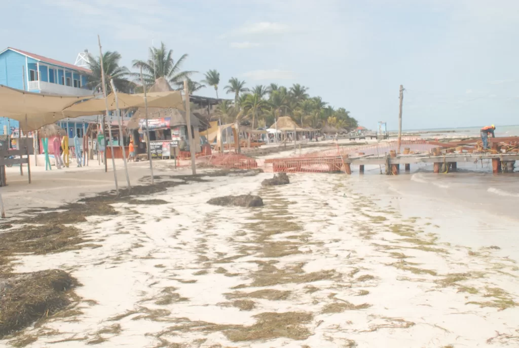 Recala gran cantidad de sargazo en playas de Holbox