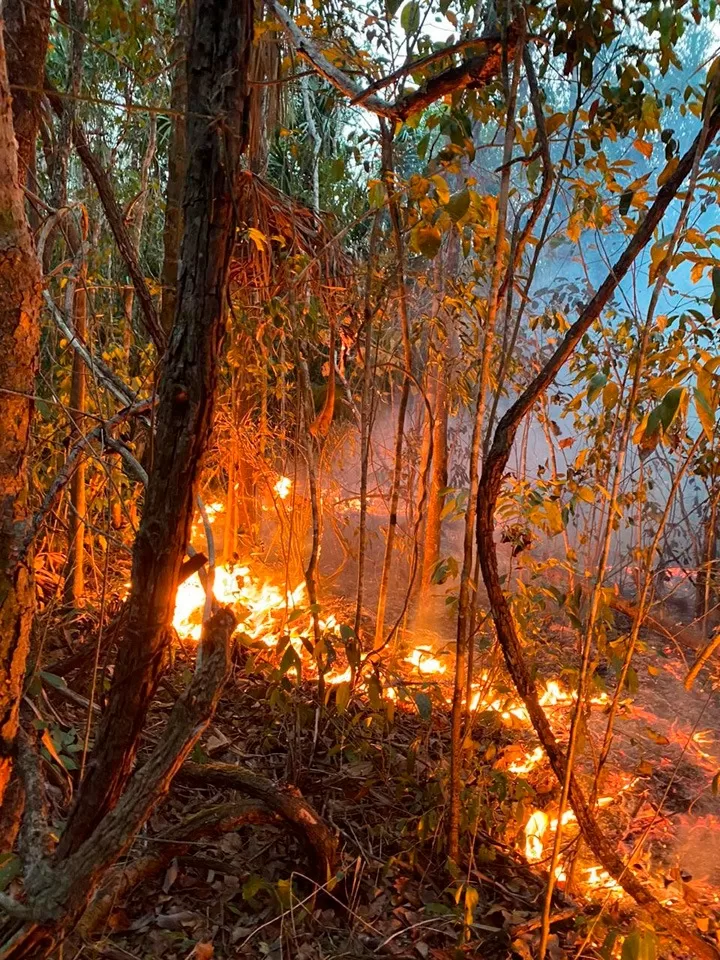 Se sofoca incendio forestal en Puerto Morelos tras intensas jornadas de combate