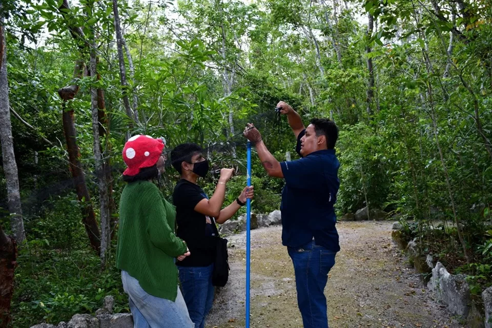 Nueva especie de murciélago en Cozumel destaca la importancia de la conservación ambiental