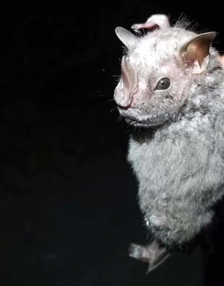 Nueva especie de murciélago en Cozumel destaca la importancia de la conservación ambiental