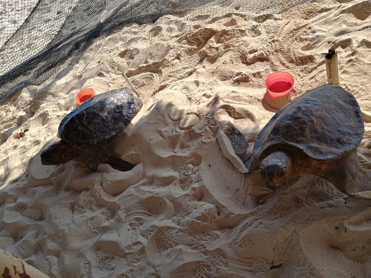 Promueven la conservación de las tortugas marinas