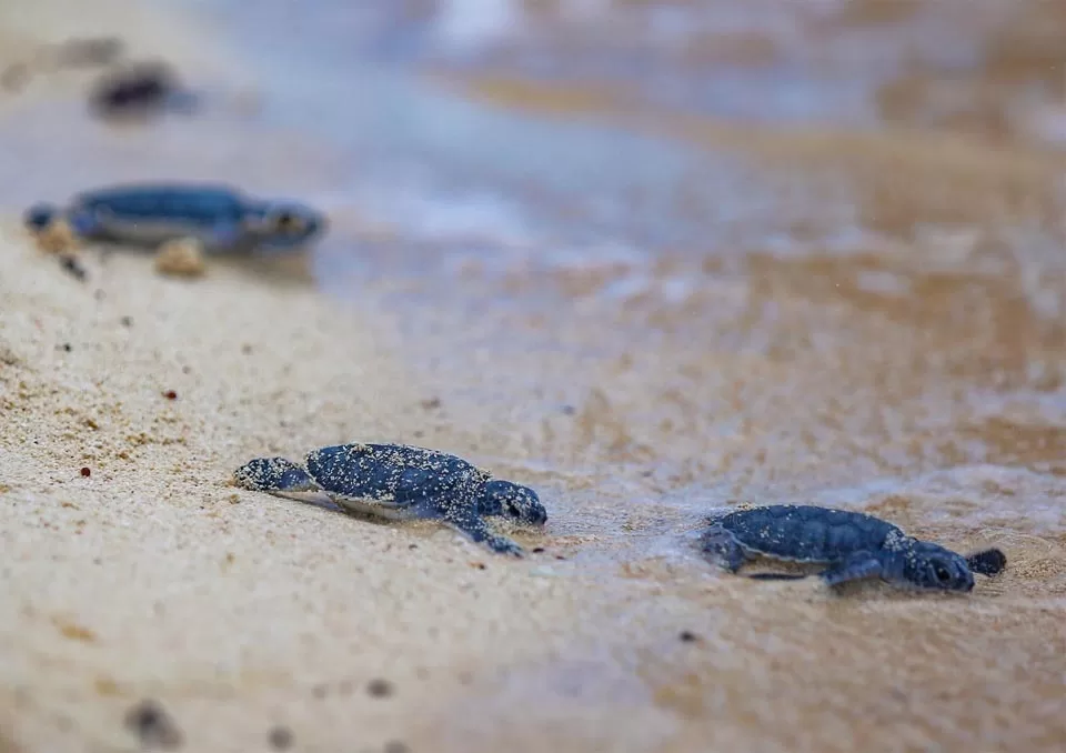 Isla Mujeres con 60 años de proteger a la tortuga marina