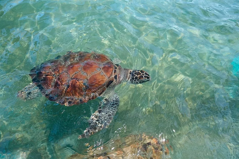 Isla Mujeres con 60 años de proteger a la tortuga marina