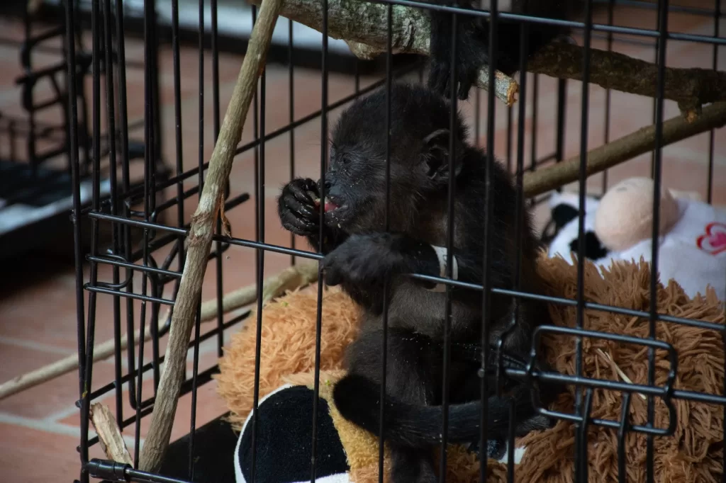 Se estabiliza la situación de los primates en el sureste del país