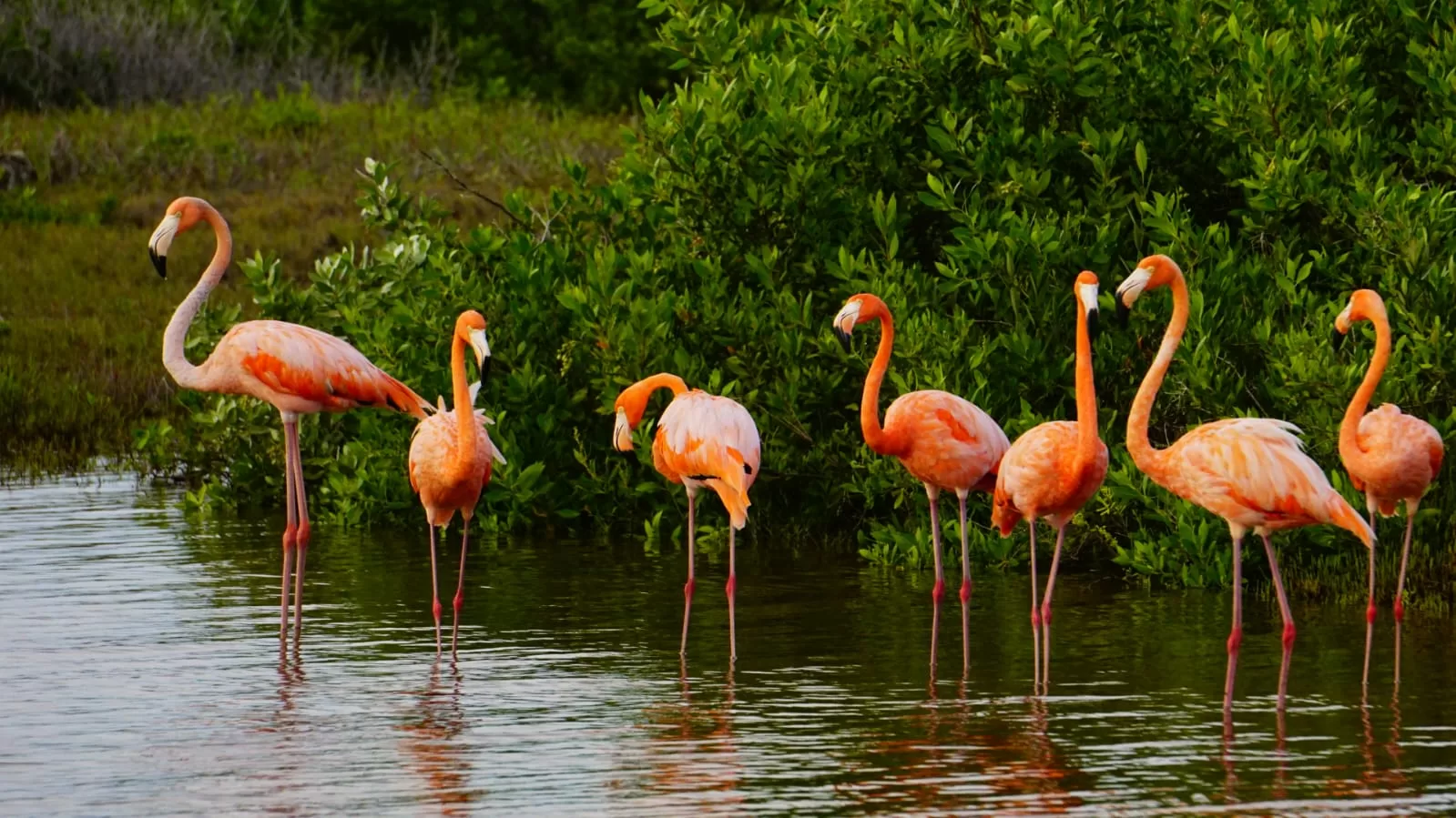 Unen esfuerzos en la Península de Yucatán para la conservación del Flamenco