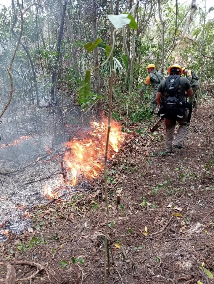 Brigada Ocelotes trabaja arduamente para sofocar incendio en Playa del Carmen