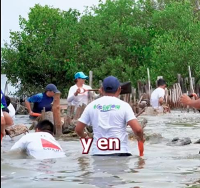 Realizan jornada de restauración de manglar en Punta Sur