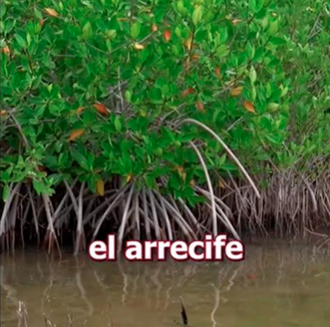 Realizan jornada de restauración de manglar en Punta Sur