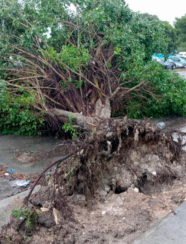 Operativo de emergencia en Solidaridad tras caída de árboles por fuertes vientos