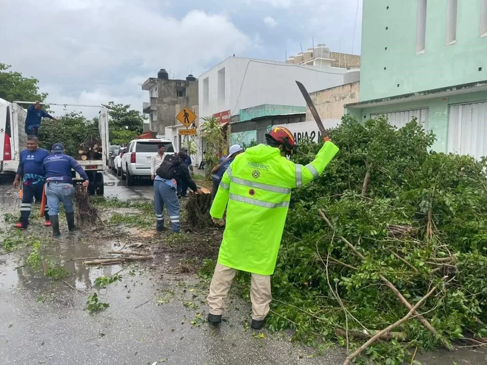 Operativo de emergencia en Solidaridad tras caída de árboles por fuertes vientos