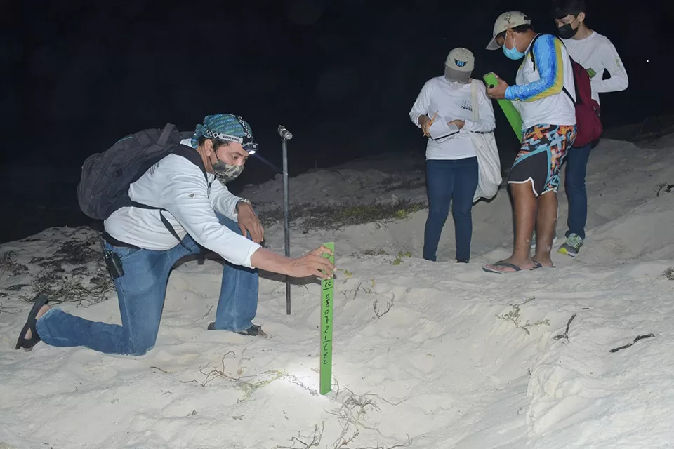 Convocan a cozumeleños voluntarios para proteger a la tortuga marina