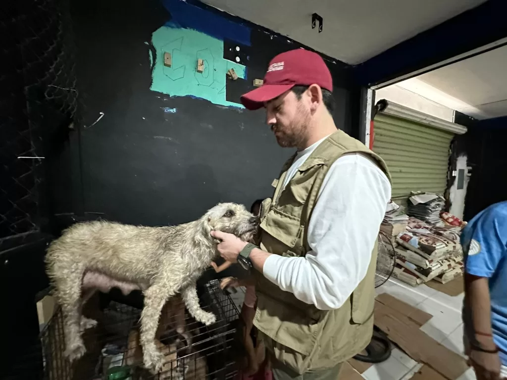 Resguardan a 156 mascotas durante el paso de Beryl por Quintana Roo