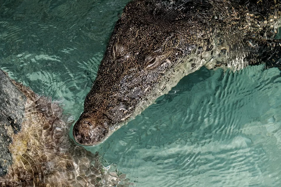 Presencia de cocodrilo de 1.5 metros en Playa Langosta genera inquietud