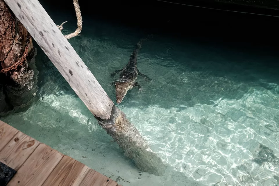 Presencia de cocodrilo de 1.5 metros en Playa Langosta genera inquietud