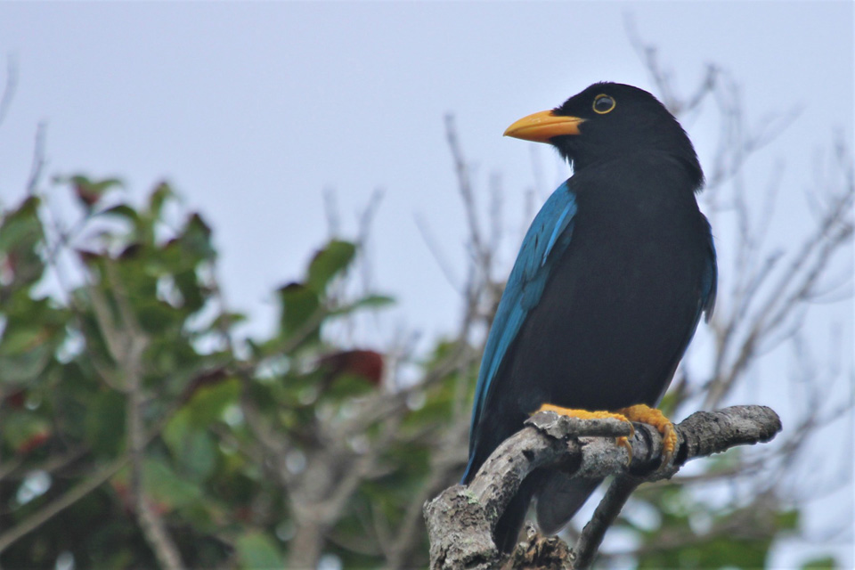 Crean en Quintana Roo el Área Natural Protegida 227 del país