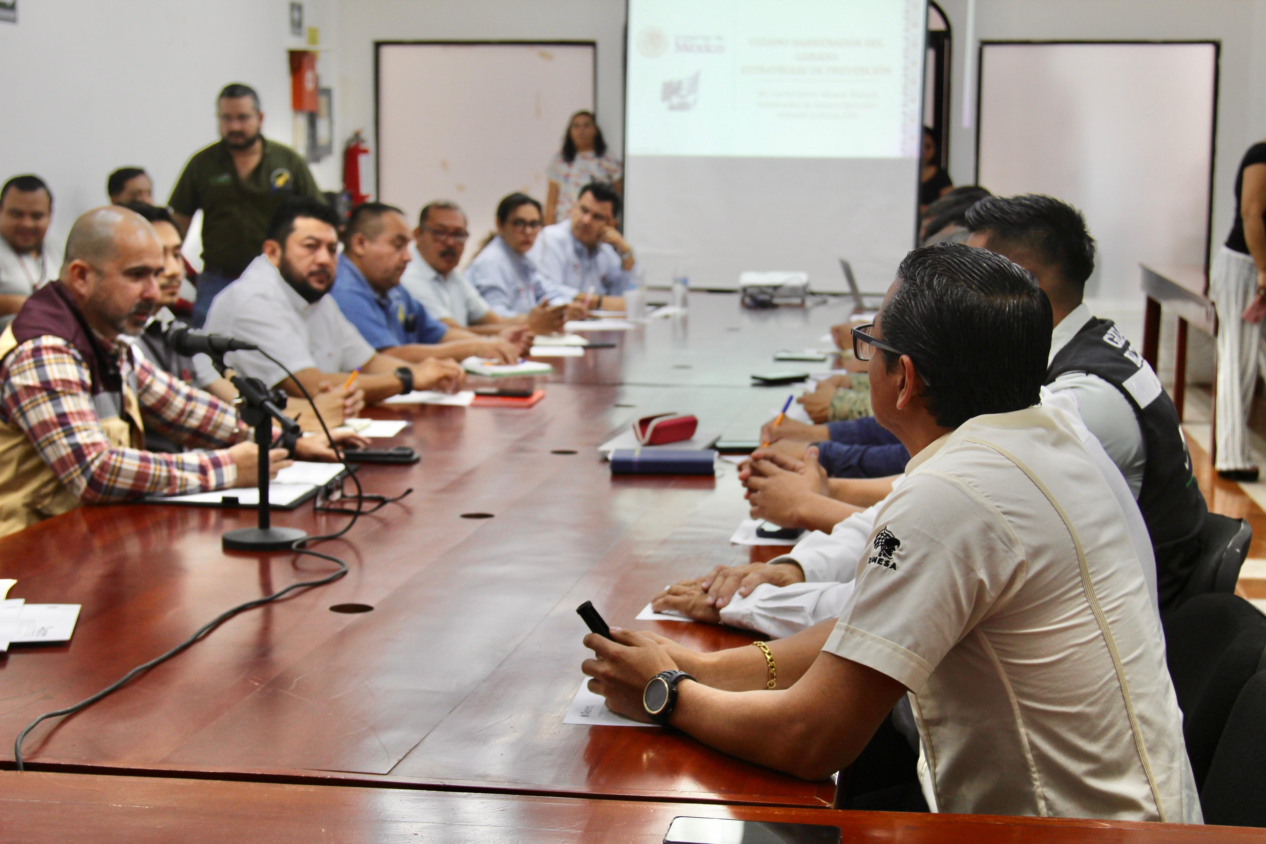 Quintana Roo refuerza medidas preventivas contra el gusano barrenador