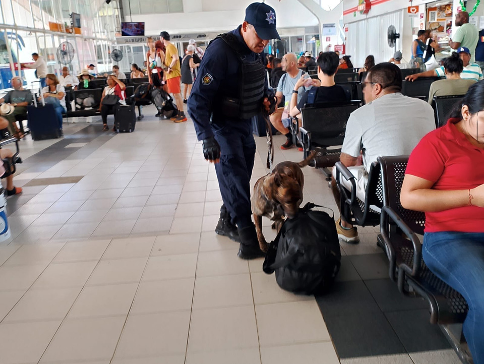 Unidades K9 realizan operativos en cárceles y terminales de autobuses