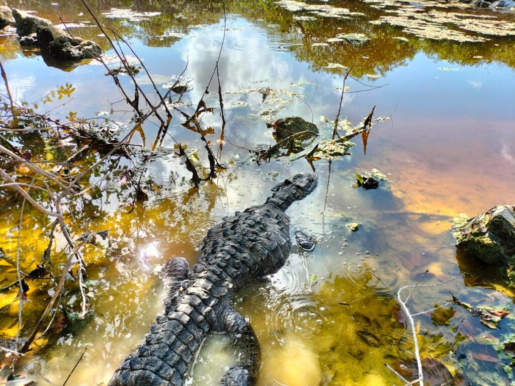 Rescatan a cocodrilo herido y reubican a pecarí en su hábitat natural en Cozumel