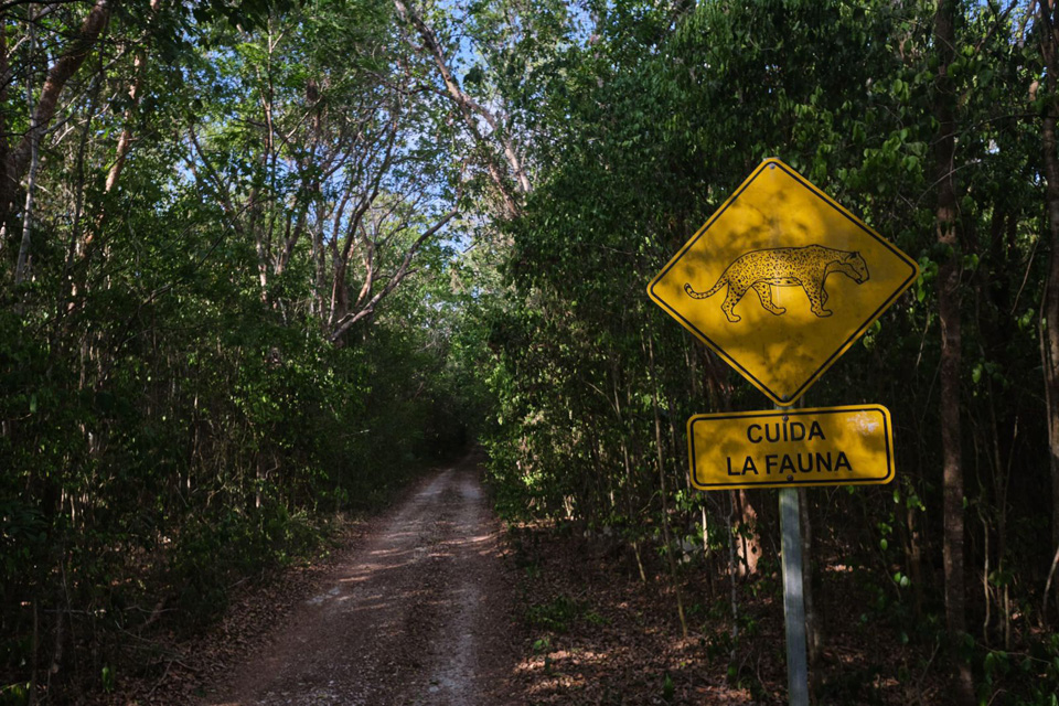 Anuncian construcción de 21 pasos de fauna silvestre en la carretera Cancún-Tulum