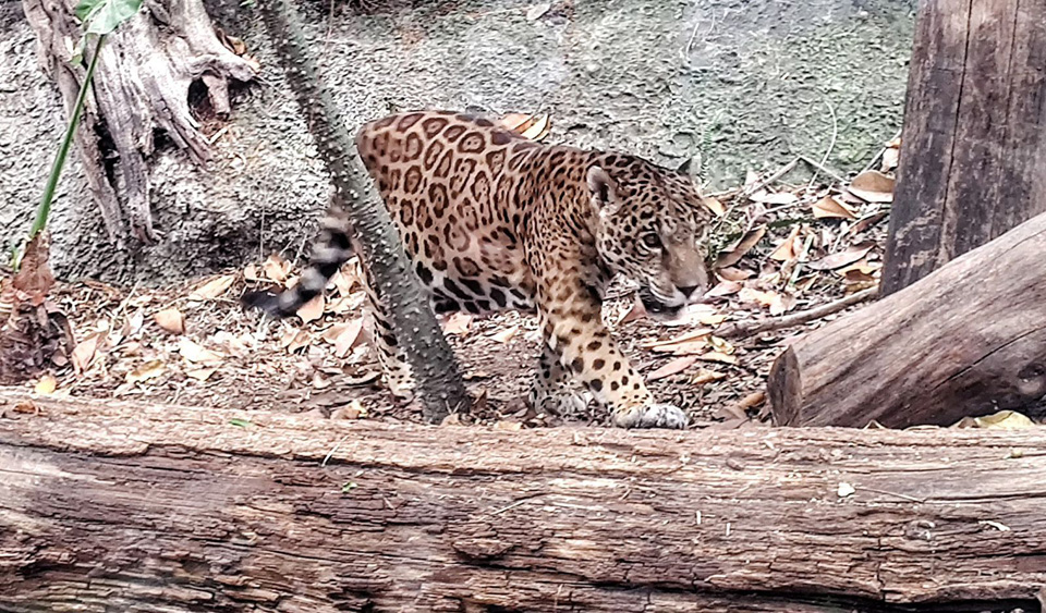 Anuncian construcción de 21 pasos de fauna silvestre en la carretera Cancún-Tulum